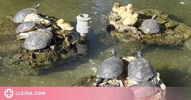 Retiren 12 tortugues del Palau d'Anglesola