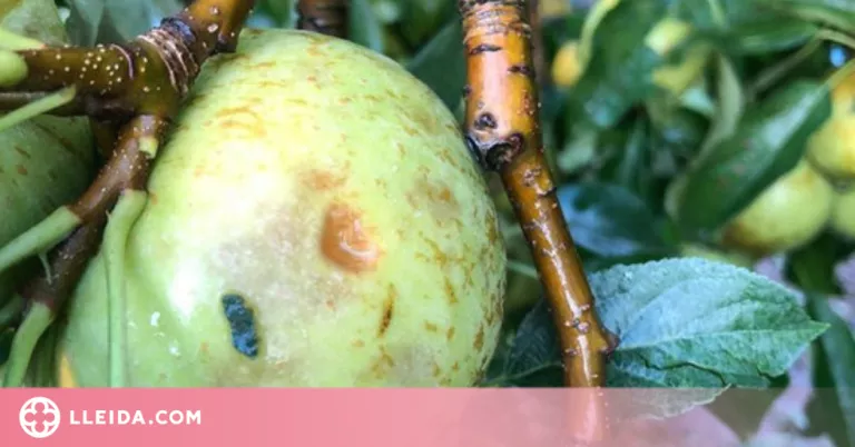 Una pedregada malmet cultius de la Noguera i el Segrià