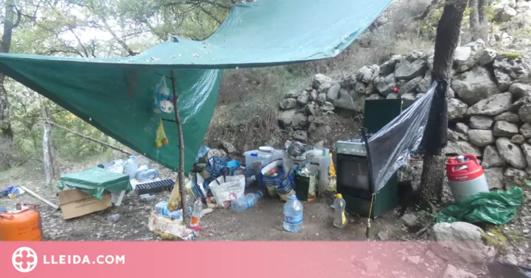 Els Mossos d'Esquadra desmantellen una plantació amb 2.900 plantes de marihuana a l'Alt Urgell