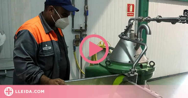 ⏯️ Les Garrigues comencen a produir el primer oli verd de la temporada
