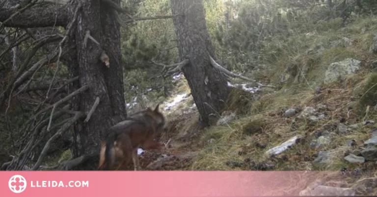 Una càmara captura un exemplar de llop al Pallars Sobirà