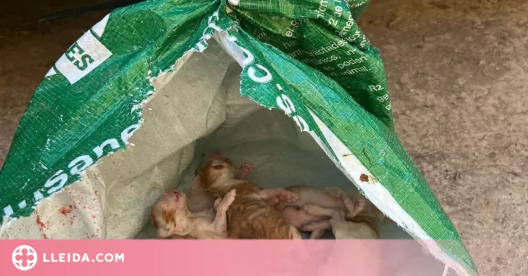 Troben un sac amb gats ofegats al Canal d'Urgell