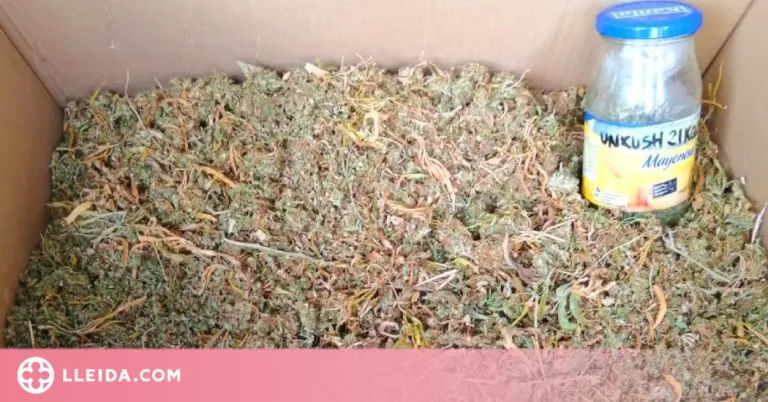 Detingut per cultivar 109 plantes de marihuana en un àtic a Mollerussa