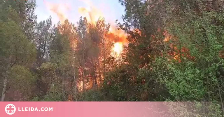 ⏯️ Un incendi forestal entre les Garrigues i el Priorat afecta 3 hectàrees