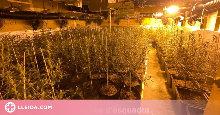 Troben més de 700 plantes de marihuana en una nau industrial a Lleida
