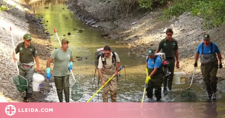 Rescaten més de 5.000 truites i altres espècies del canal de Sossís