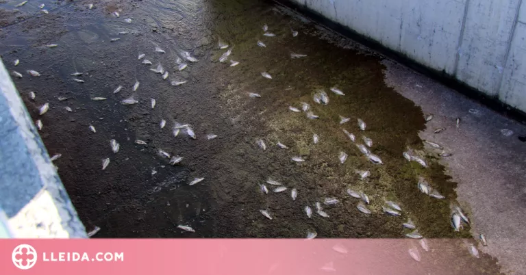 ⏯️ Ipcena denuncia la mort de mig miler de peixos al canal Segarra-Garrigues a les Borges Blanques