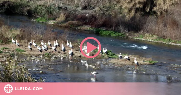 ⏯️ Troben 13 ocells morts més a la zona del focus de grip aviària detectat a un poble del Segrià