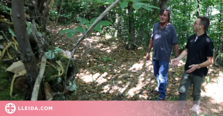 ⏯️ Els propietaris forestals denuncien traves per fer rendibles els boscos
