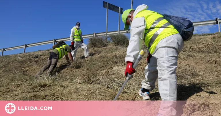 ⏯️ Inicien l'aplicació del fosfur d'alumini en carreteres per fer front a la plaga de conills