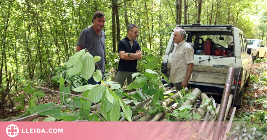 ⏯️ Els propietaris forestals denuncien traves per fer rendibles els boscos