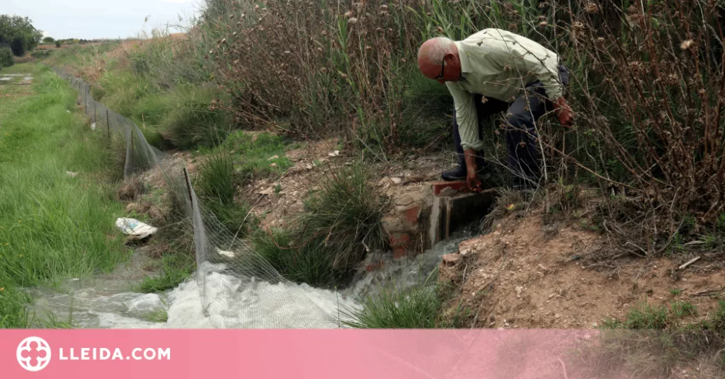 ⏯️ Comença el reg de fruita dels productors del canal d'Urgell per salvar fins al 90% de la collita