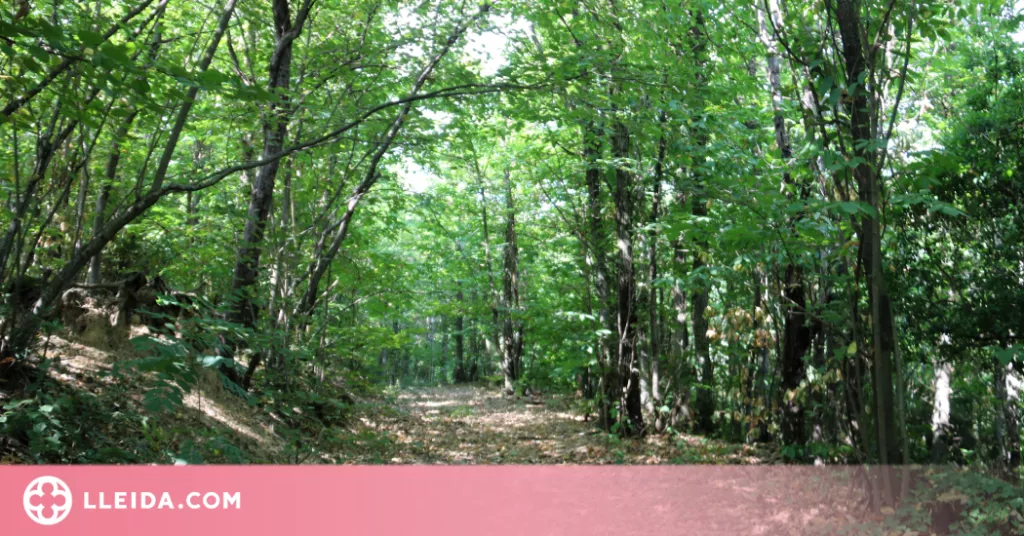 ⏯️ Els propietaris forestals denuncien traves per fer rendibles els boscos
