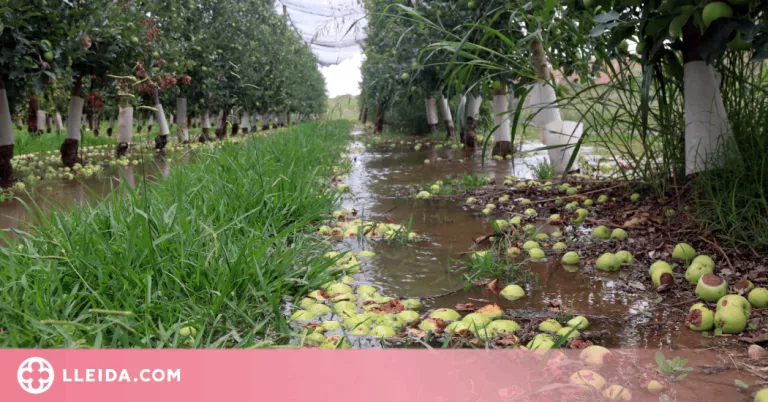 ⏯️ Comença el reg de fruita dels productors del canal d'Urgell per salvar fins al 90% de la collita