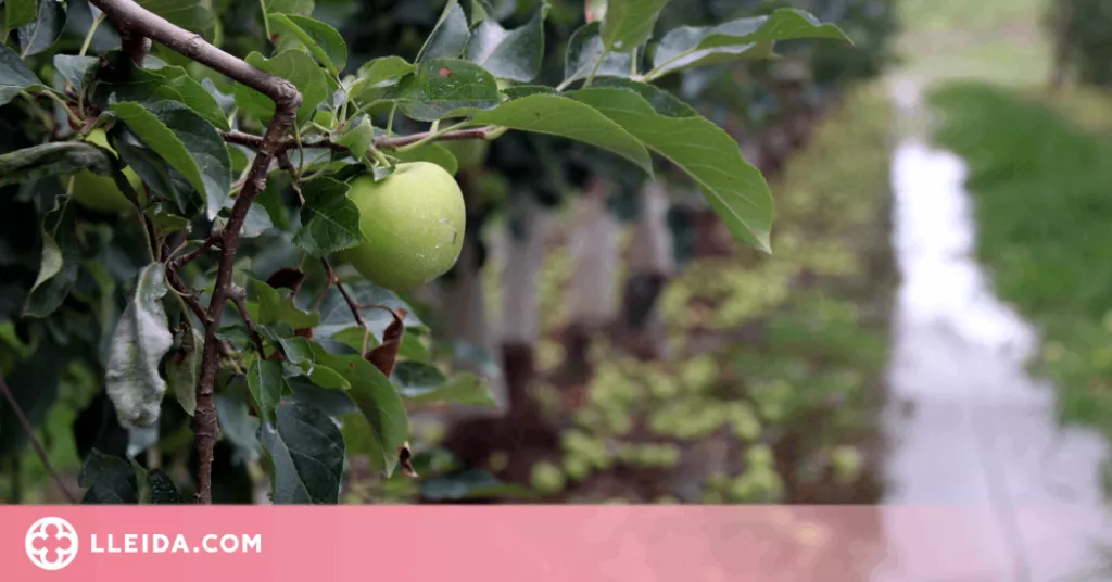 ⏯️ Comença el reg de fruita dels productors del canal d'Urgell per salvar fins al 90% de la collita