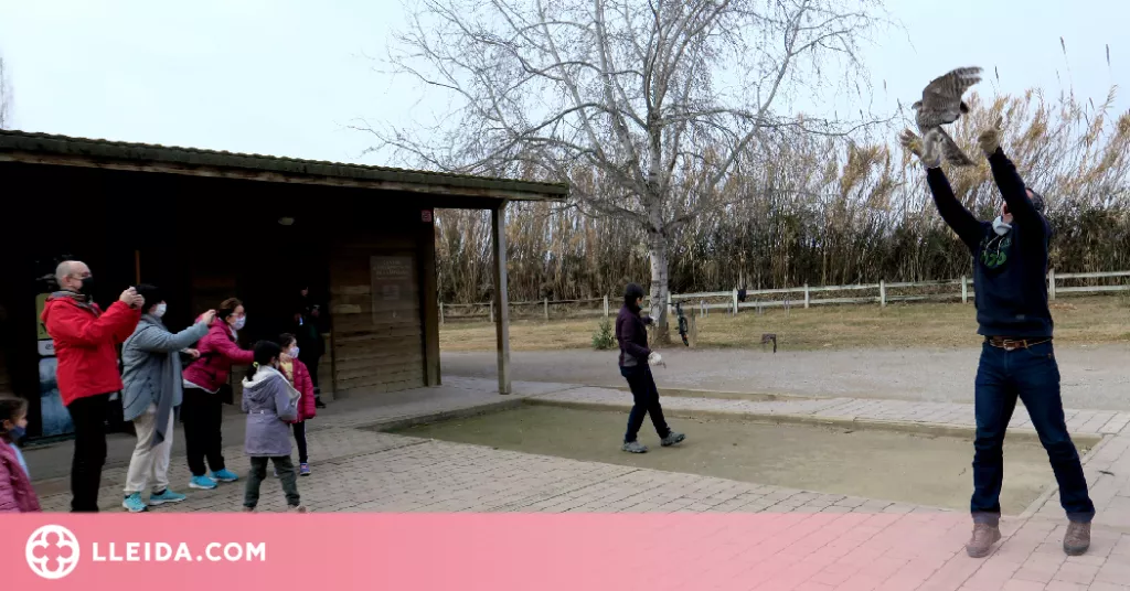 Alliberen dos astors al parc de La Mitjana