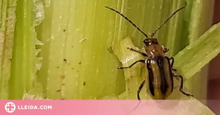 Detecten al Pla d'Urgell una plaga mai vista abans a Catalunya