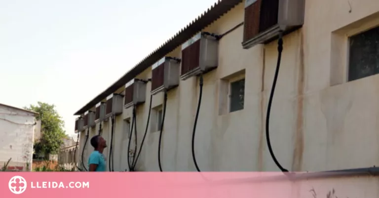 La calor redueix la productivitat a les granges i n'incrementa la despesa elèctrica