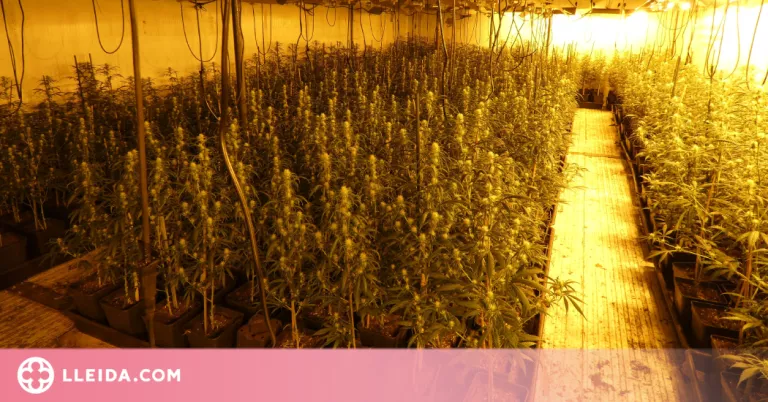 Detingut un home per cultivar 1.001 plantes de marihuana a l’interior d’una nau industrial