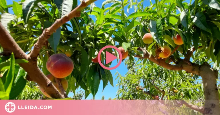 ⏯️ Comença la collita del préssec i la nectarina al Baix Segre