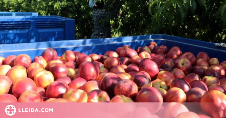 UP preveu una millora del preu en origen de la fruita de pinyol aquesta campanya