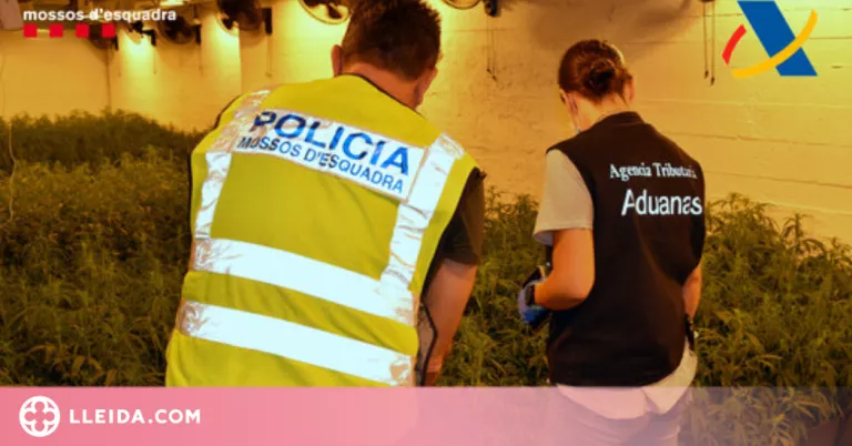 Desmantellen una organització de tràfic de drogues que operava a Lleida i arreu d'Europa