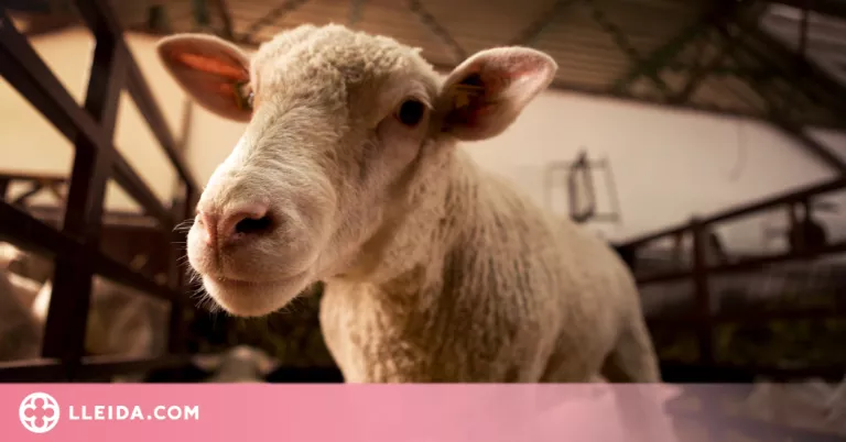 Catalunya posarà en marxa el primer escorxador mòbil de l'Estat per a petits productors d'oví i cabrum