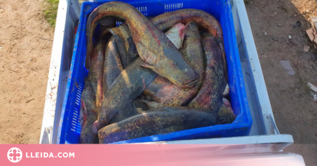 Descoberta una xarxa de pesca furtiva a Lleida