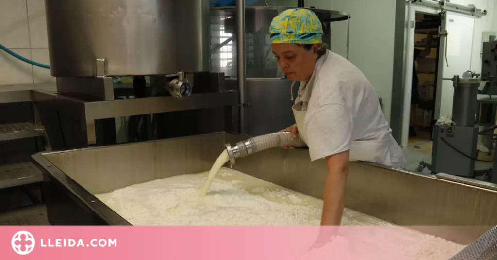 ⏯️ El món del formatge artesà a Catalunya "viu un moment dolç"