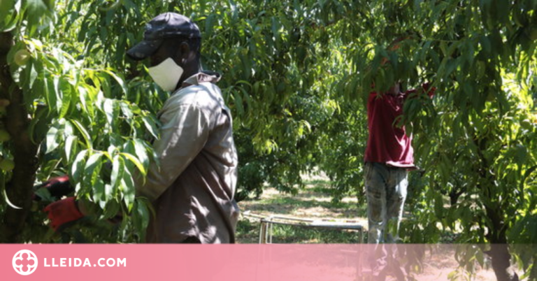 Proposta per fer testos massius de Covid-19 als temporers davant l'actual escassetat de vacunes