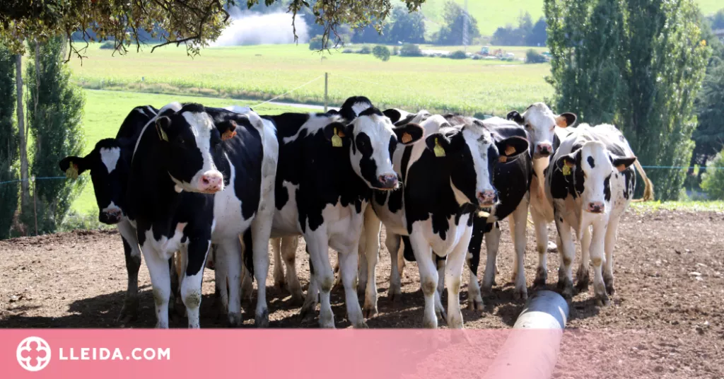 ⏯️ L'Institut Català de la Llet i els Productes Lactis serà una realitat a l'Alt Urgell