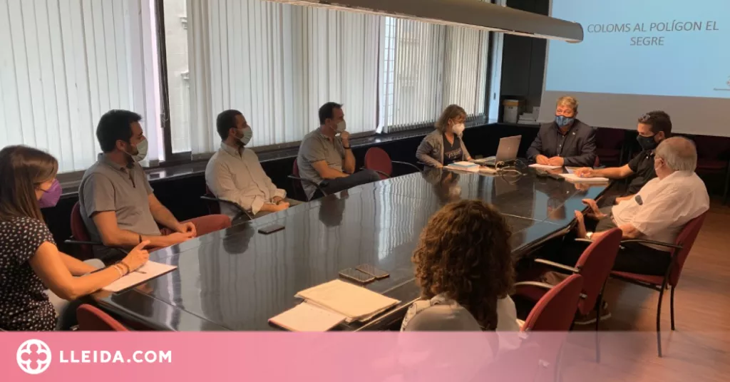 La Paeria i empreses del polígon volen reduir la població de coloms a la ciutat