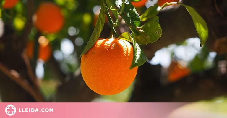 JARC proposa incloure una assignatura sobre alimentació als centres educatius