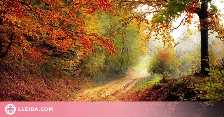 Per què canvien de color les fulles dels arbres a la tardor?