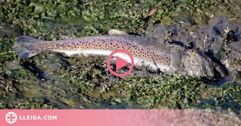 ⏯️ Denuncien la mort de peixos al pantà de la Torrassa a causa d'una "baixada brusca" del nivell d'aigua
