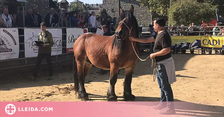 La Seu d’Urgell acull l’11è Concurs Comarcal de Cavall Pirinenc Català