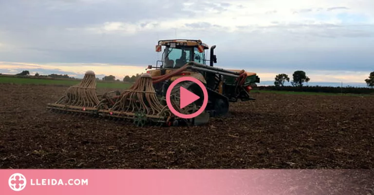 ⏯️ L'encariment de fertilitzants químics fa que pagesos optin per sembrar cereals menys exigents