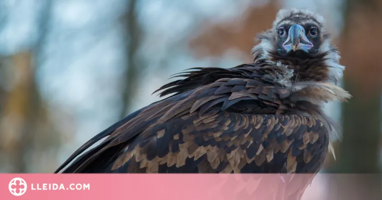 JARC demana al DACC que aturi la reintroducció del voltor negre a l’Empordà