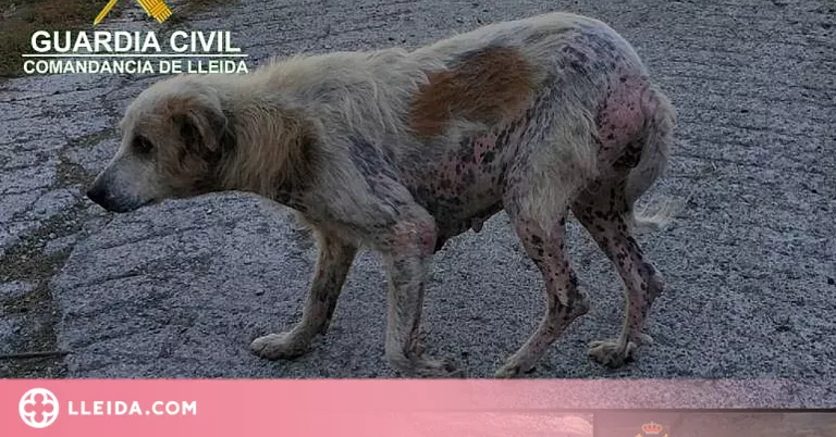Troben vuit gossos amb signes de desnutrició i maltractament a la província de Lleida