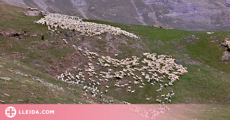 El Pallars Sobirà ofereix formació per a les persones que volen treballar de pastor de muntanya