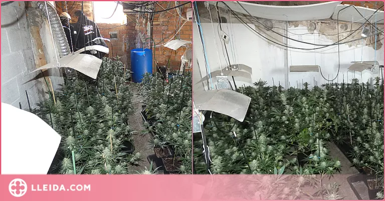Detingut per cultivar 203 plantes de marihuana en un pis de Balaguer