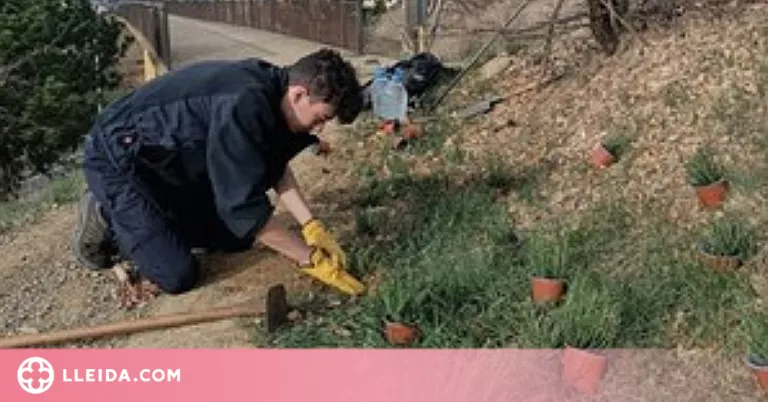 L'Ajuntament de la Seu planta 120 timons a l'itinerari de papallones al Pla de les Forques