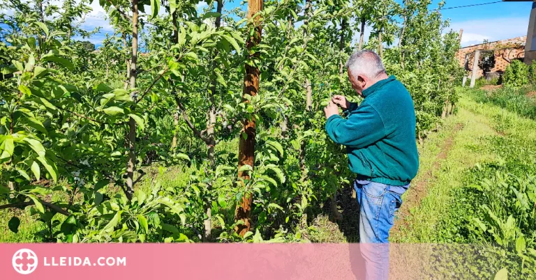 La pedregada del cap de setmana afecta prop de 500 hectàrees de fruita dolça a Ponent