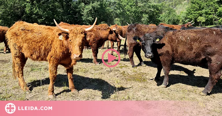 ⏯️ Constaten que la carn d'animals engreixada a base de pastures és més saludable que amb pinso