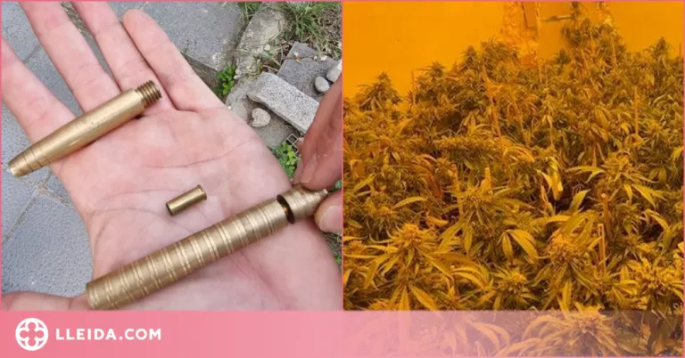 Comissen una arma de foc amb forma de bolígraf a un detingut per una plantació de marihuana