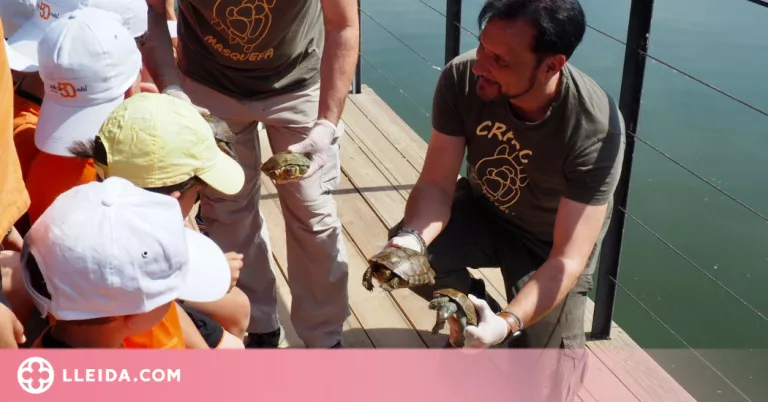 Alliberats dotze exemplars de tortuga de rierol al pantà del celler Raimat
