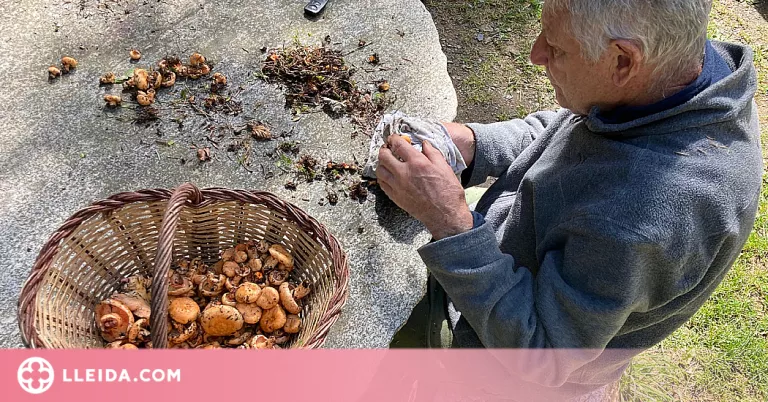 La producció de bolets als boscos catalans creix i se situa en els 61 quilograms per hectàrea