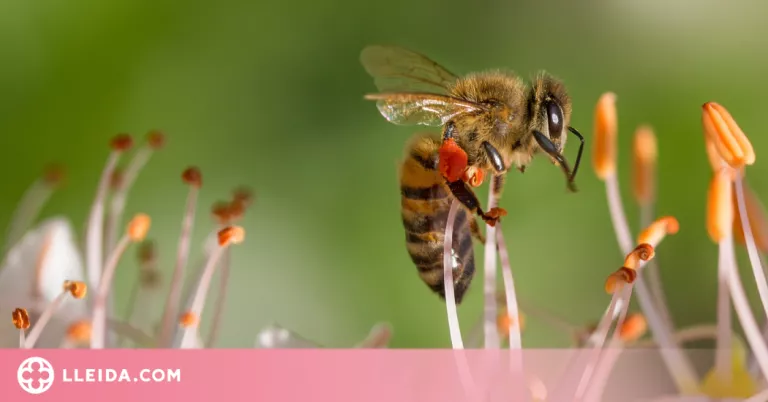 Les abelles amb cervells més grans tenen més capacitat d'aprenentatge i adaptació