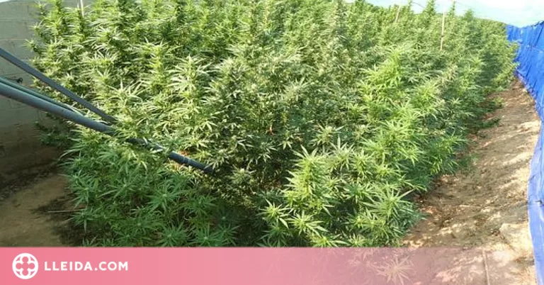 Detingut per una plantació de més de 250 plantes de marihuana en una finca d'un municipi de Tornabous