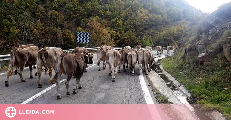 UP exigeix millorar l'assegurança de compensació per pèrdua de pastures